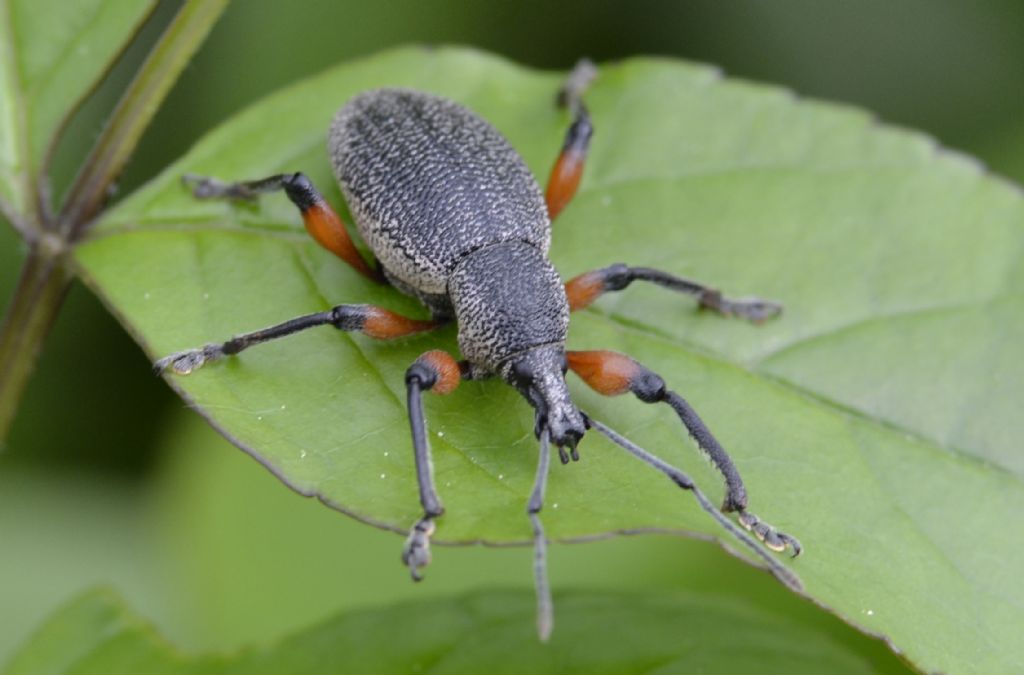 Otiorhynchus cardiniger